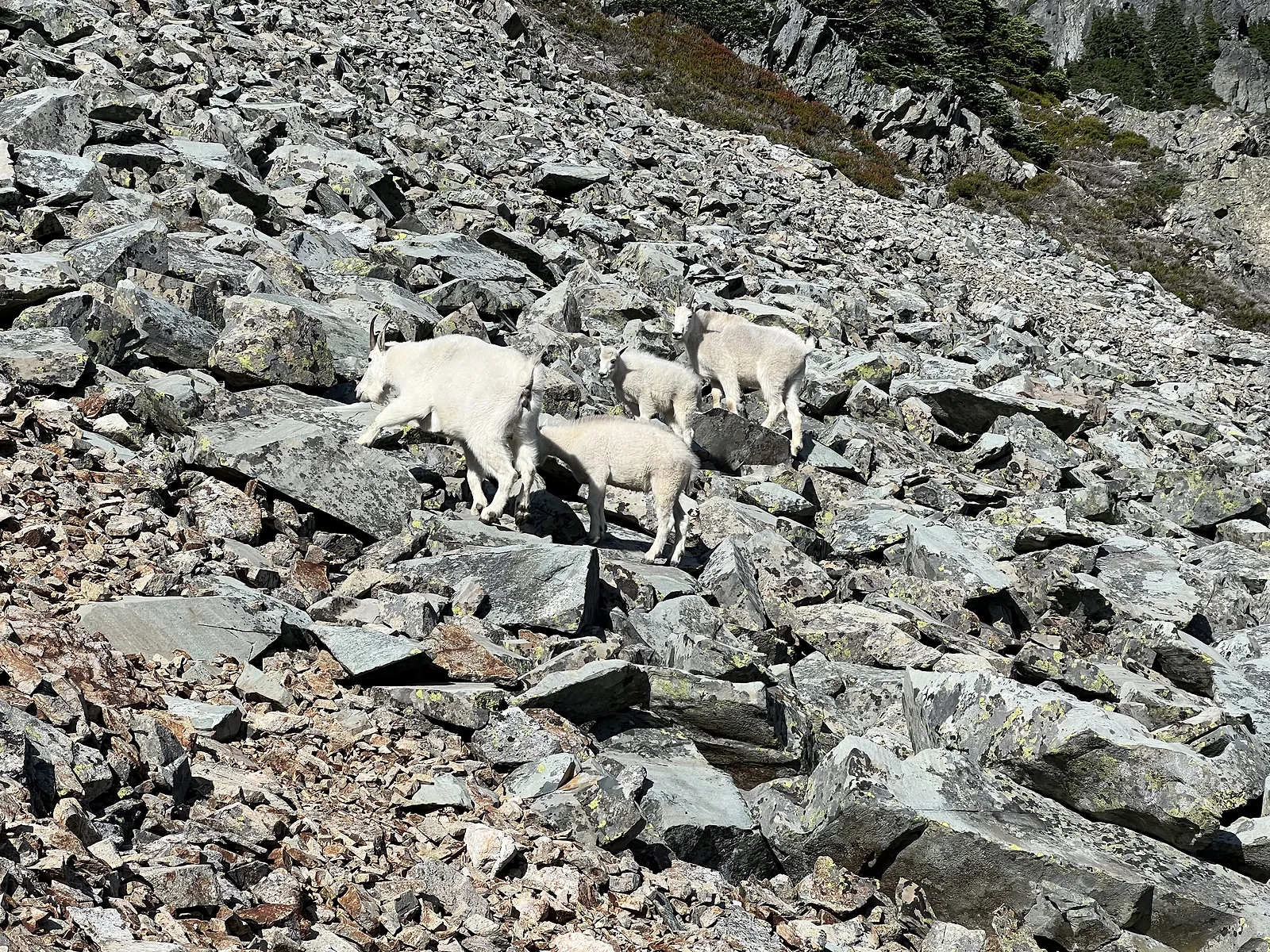 Goat family