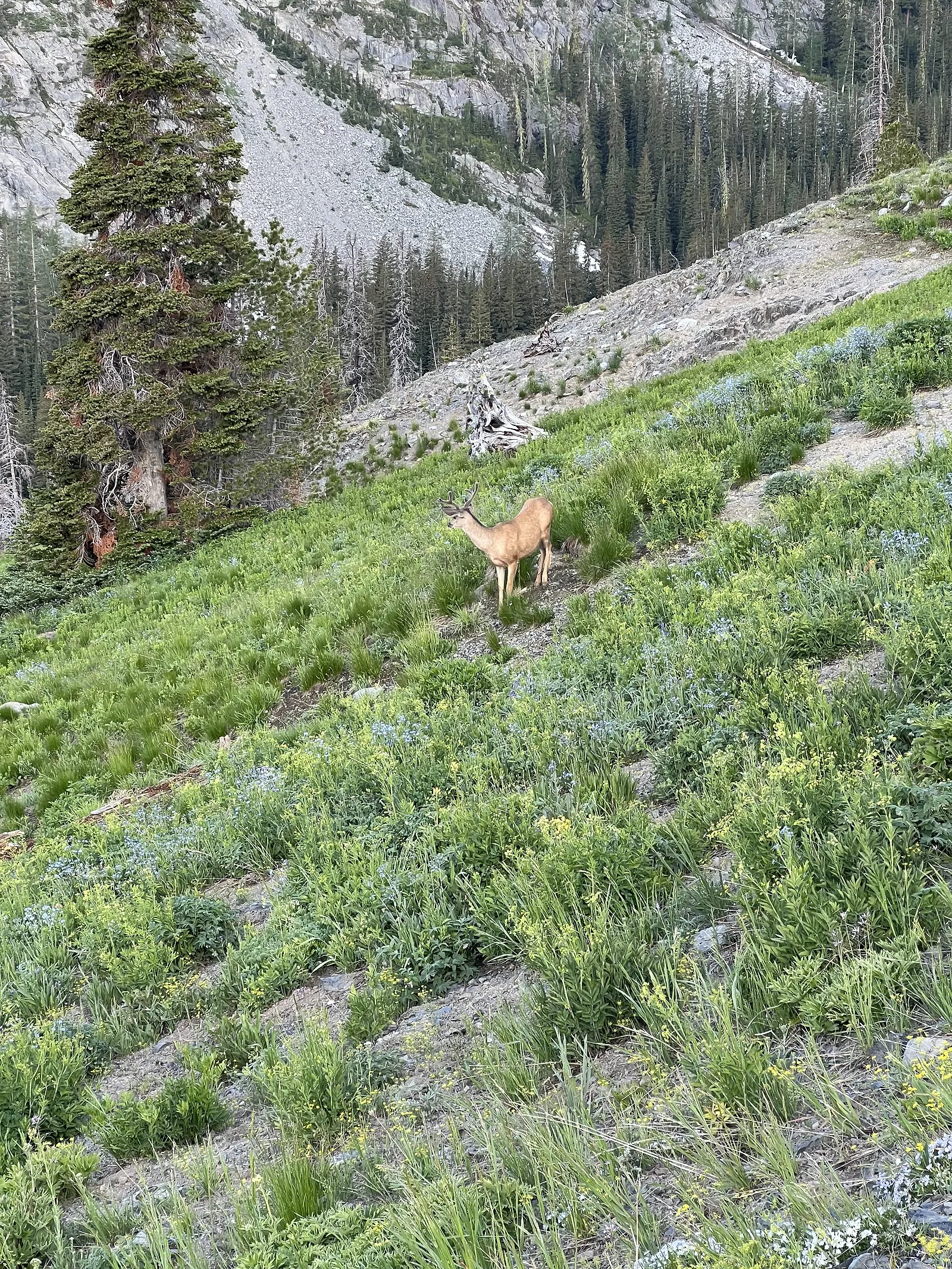 Deers