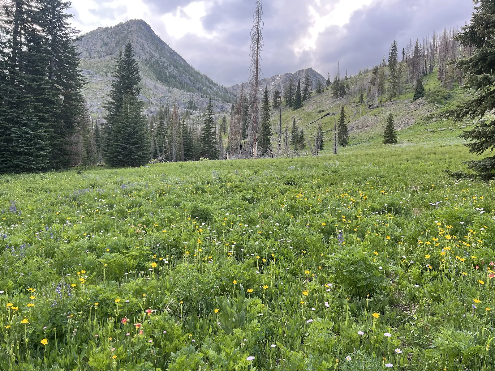 Gardner Meadows